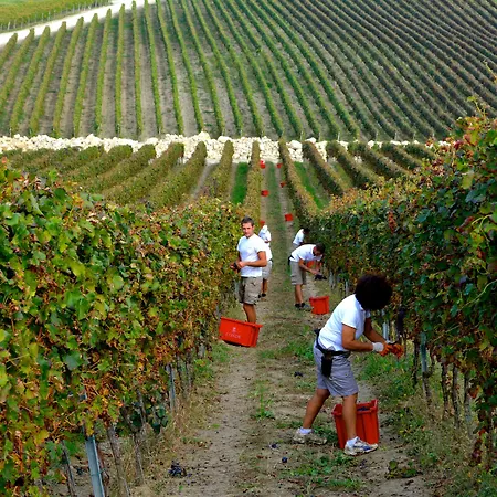 Borgo Conde Wine 4*