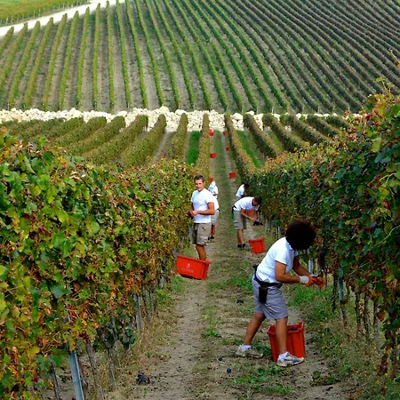 Borgo Conde Wine
