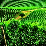 Hotel Borgo Conde Wine 4*