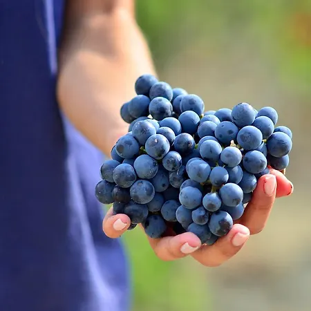 Borgo Conde Wine 4* فورلي