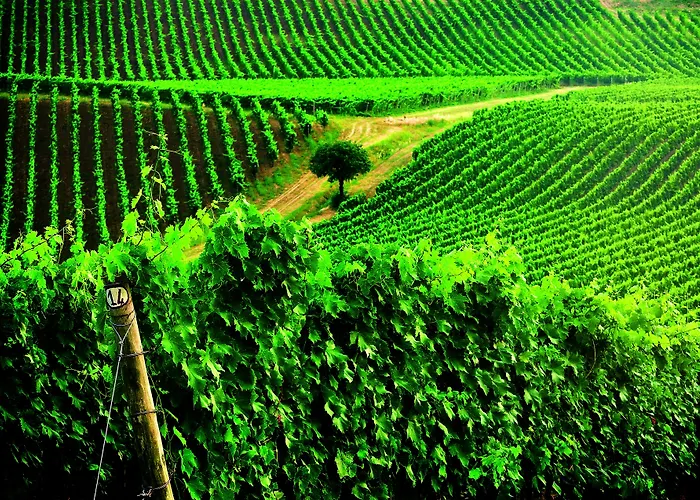 Otel Borgo Conde Wine 4*