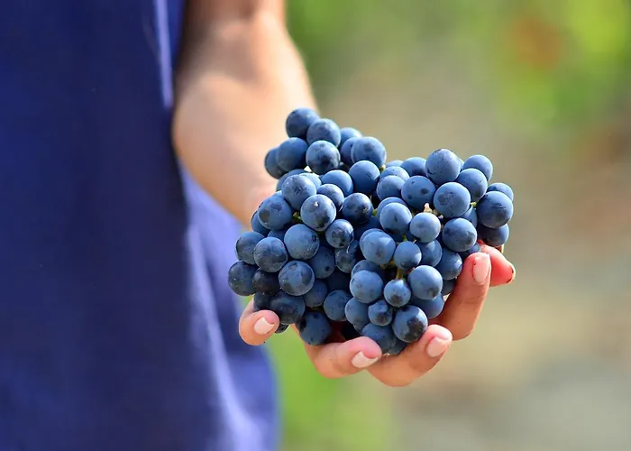 Borgo Conde Wine 4* Forlì